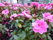 Latest camera test Xiaomi Mi5x - Detail