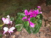 Últimas pruebas de cámara Samsung Galaxy M20 - Flash