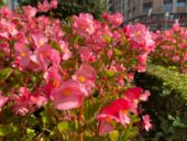 Latest camera test Apple iPhone 11 Pro - Detail
