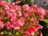 Najnowszy test kamery Xiaomi Mi 9T Pro - Detail