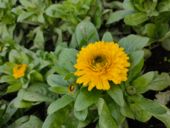 Ultimo test della fotocamera realme X2 Pro - Detail