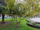Ultimo test della fotocamera realme X2 Pro - Outdoor