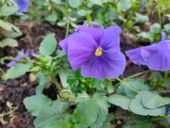 Ultimo test della fotocamera realme X2 Pro - Detail