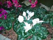 Ultimo test della fotocamera realme X2 Pro - Flash