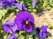 Dernier test de caméra Nubia Z40 Pro - Detail