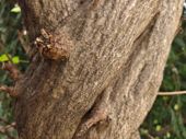 Últimas pruebas de cámara vivo X90 Pro+ - Detalle