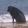 kbucioparra