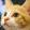 SawariNeko_
