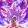 Alexander_33