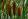 Cattail
